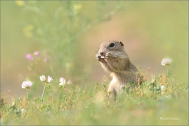 <p>SYSEL OBECNÝ (Spermophilus citellus) --- /European ground squirrel - Europäisches Ziesel/</p>